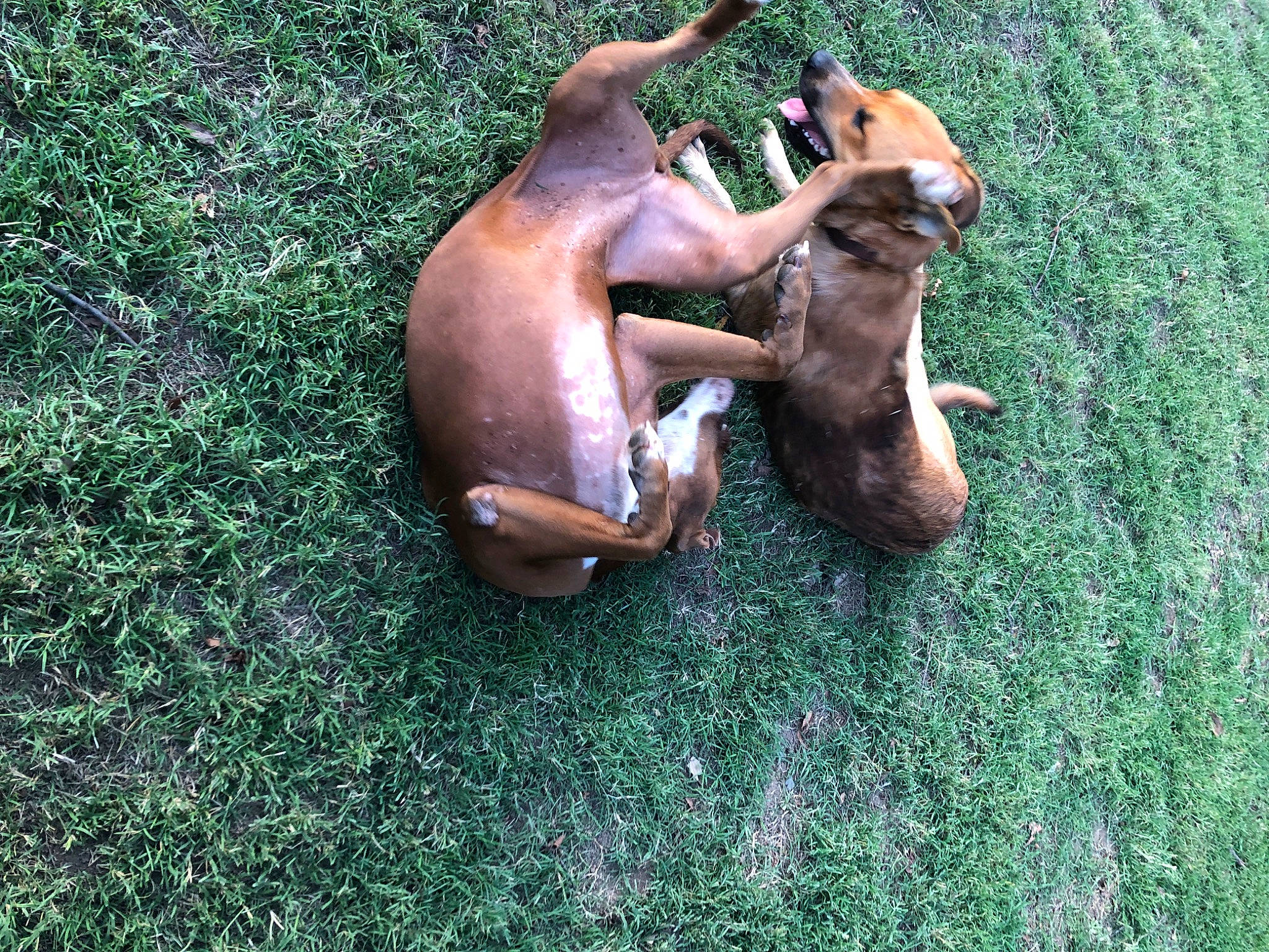 Max joined the competition — help win amazing prizes! canidae, carnivore, companion_dog, dog, dog_breed, fawn, grass, guard_dog, hound, hunting_dog, liver, paw, snout, sporting_group, terrestrial_animal, working_animal