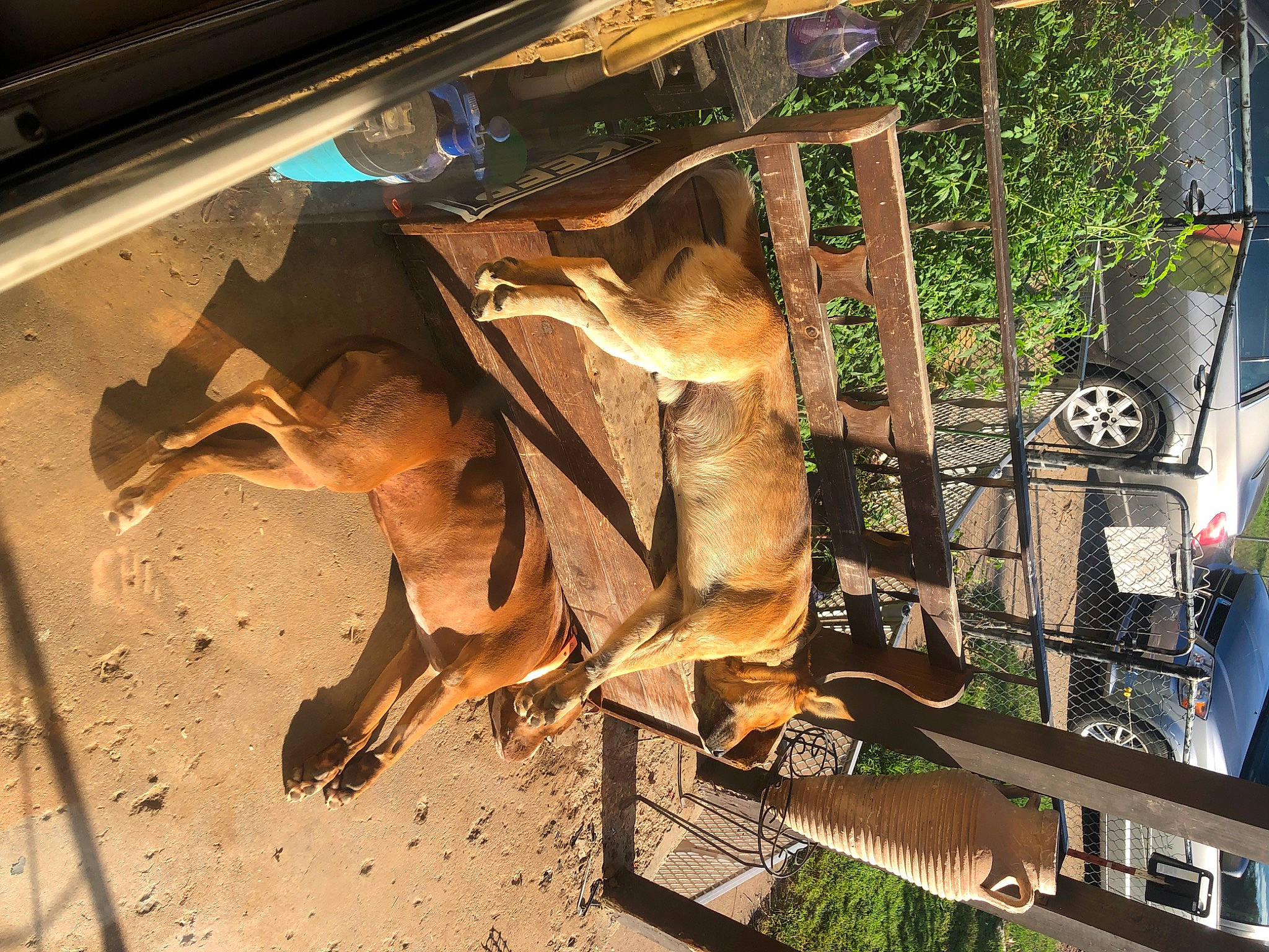 Max is registered to the contest to win money with this photo: art, auto_part, automotive_exterior, bumper, fawn, heat, metal, motor_vehicle, plant, tire, tree, vehicle, vehicle_door, wood, working_animal