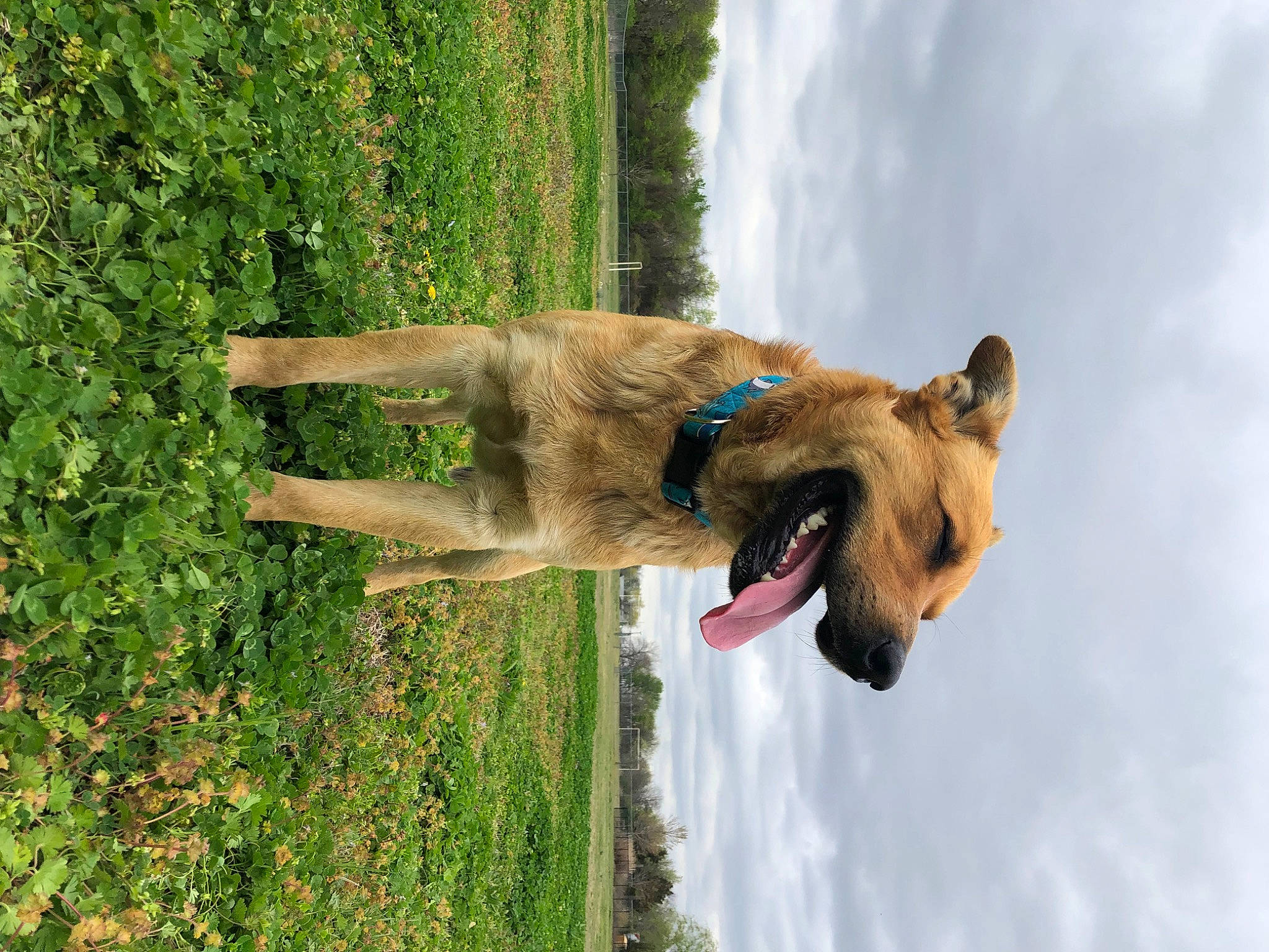 Max is registered to the contest to win money with this photo: canidae, canis, carnivore, cloud, companion_dog, dog, dog_breed, fawn, german_shepherd_dog, grass, people_in_nature, plant, sky, tail, tree, water, waterfall, working_animal, working_dog