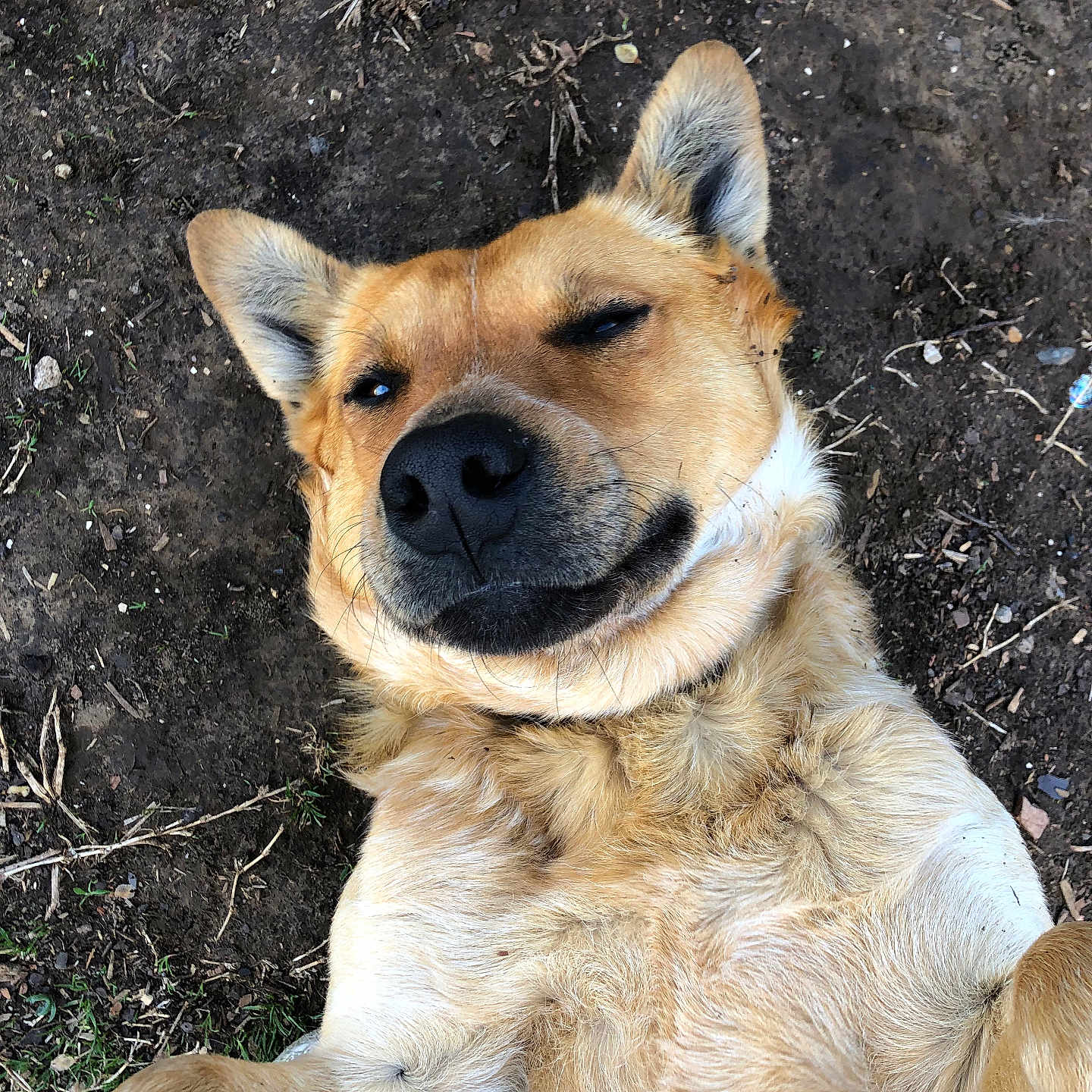 Max is registered to the contest to win money with this photo: accessories, animal, ball, canine, dog, germanshepherd, goldenretriever, grass, hound, husky, labradorretriever, person, pet, plant, puppy, sleeping, snout, soil, strap, whitedog