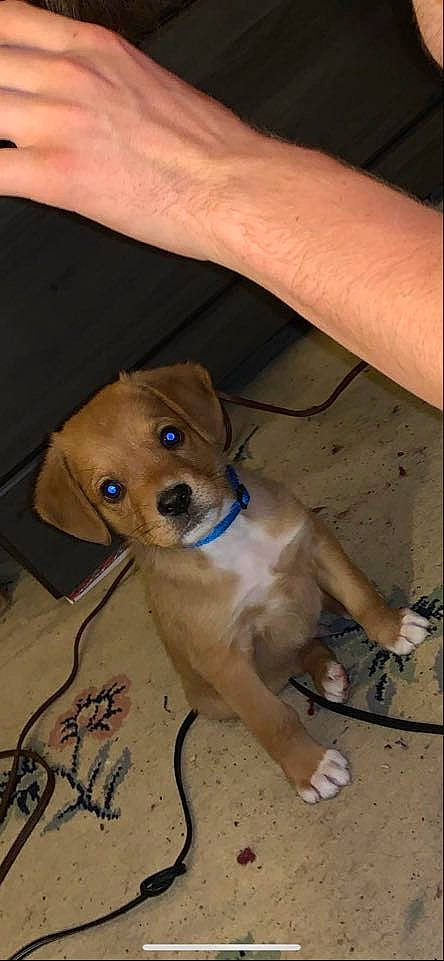 Rylo Coale joined the competition — help win amazing prizes! beagador, canidae, carnivore, companion_dog, dog, dog_breed, fawn, mammal, portuguese_pointer, puppy, puppy_love, rare_breed_dog, snout, sporting_group, vertebrate