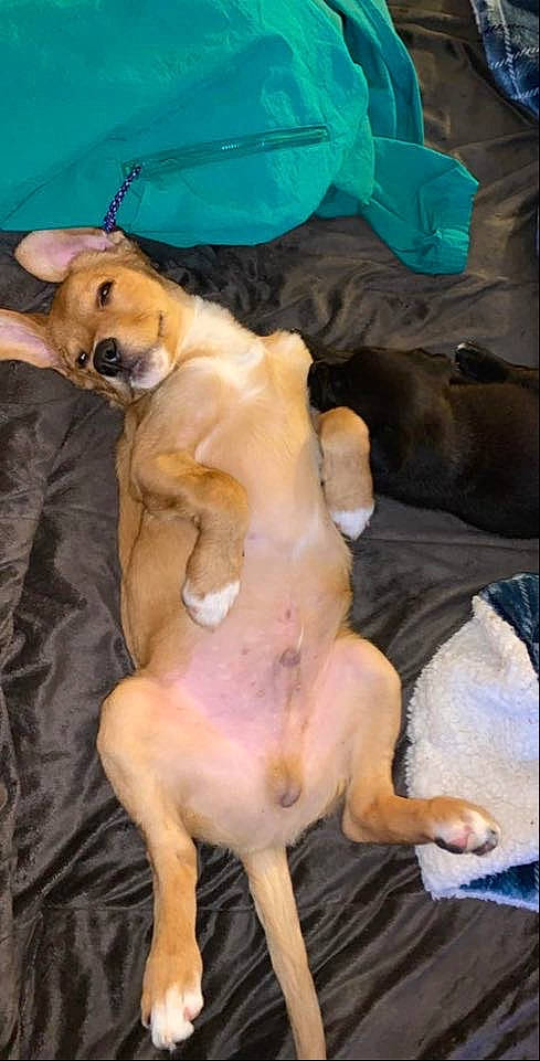 Rylo Coale joined the competition — help win amazing prizes! black_mouth_cur, boerboel, bullmastiff, canidae, carnivore, dog, dog_breed, fawn, mammal, puppy, sporting_group