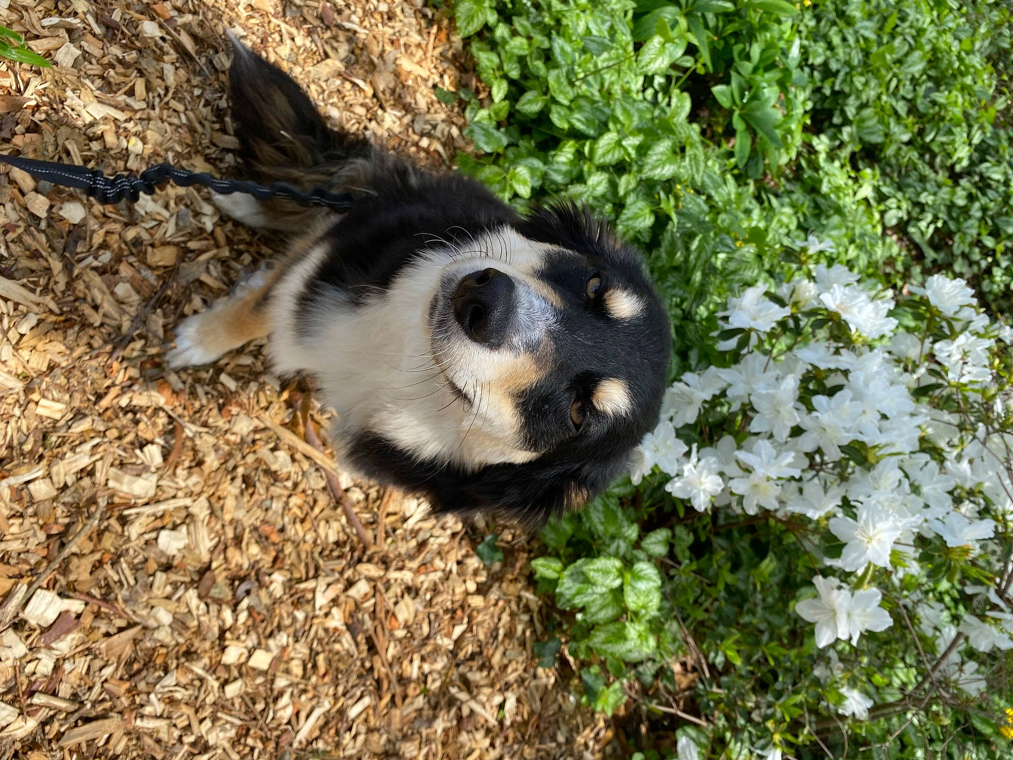Riley is registered to the contest to win money with this photo: canidae, carnivore, companion_dog, dog, dog_breed, fawn, fur, grass, groundcover, herb, natural_landscape, paw, plant, shrub, snout, soil, sporting_group, tail, terrestrial_animal, whiskers