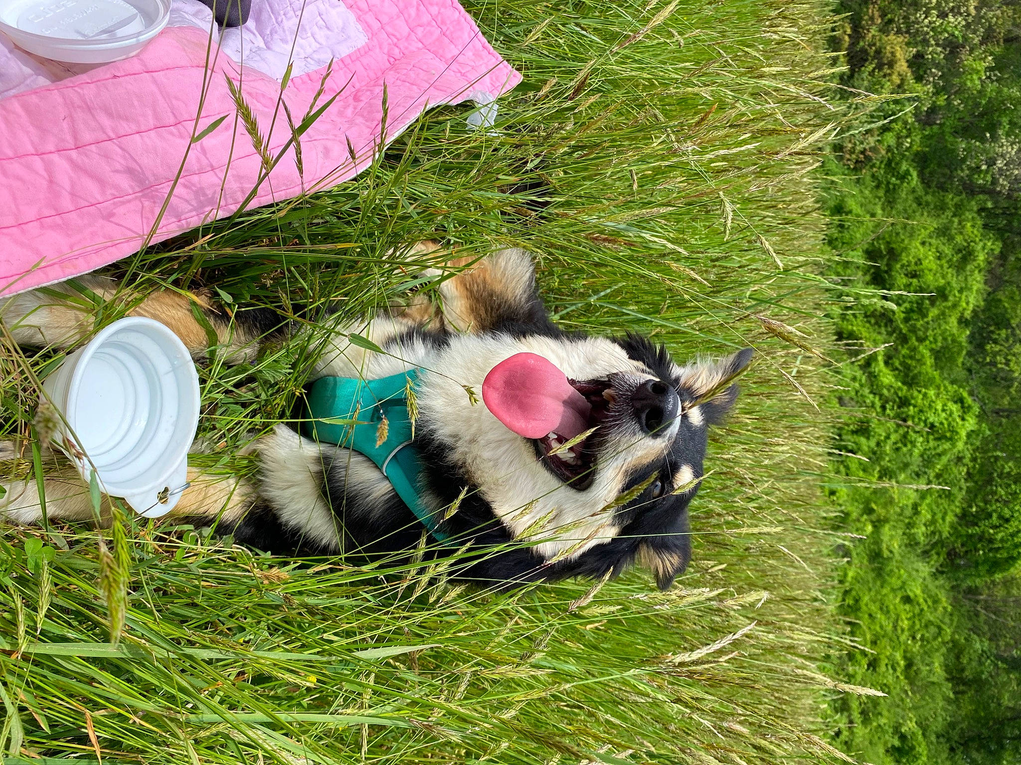 Riley joined the competition — help win amazing prizes! dog_breed, easter, event, fashion_accessory, fawn, felidae, fun, fur, grass, grassland, lawn, leisure, meadow, people_in_nature, plant, recreation, small_to_medium_sized_cats, soil, sporting_group, tail