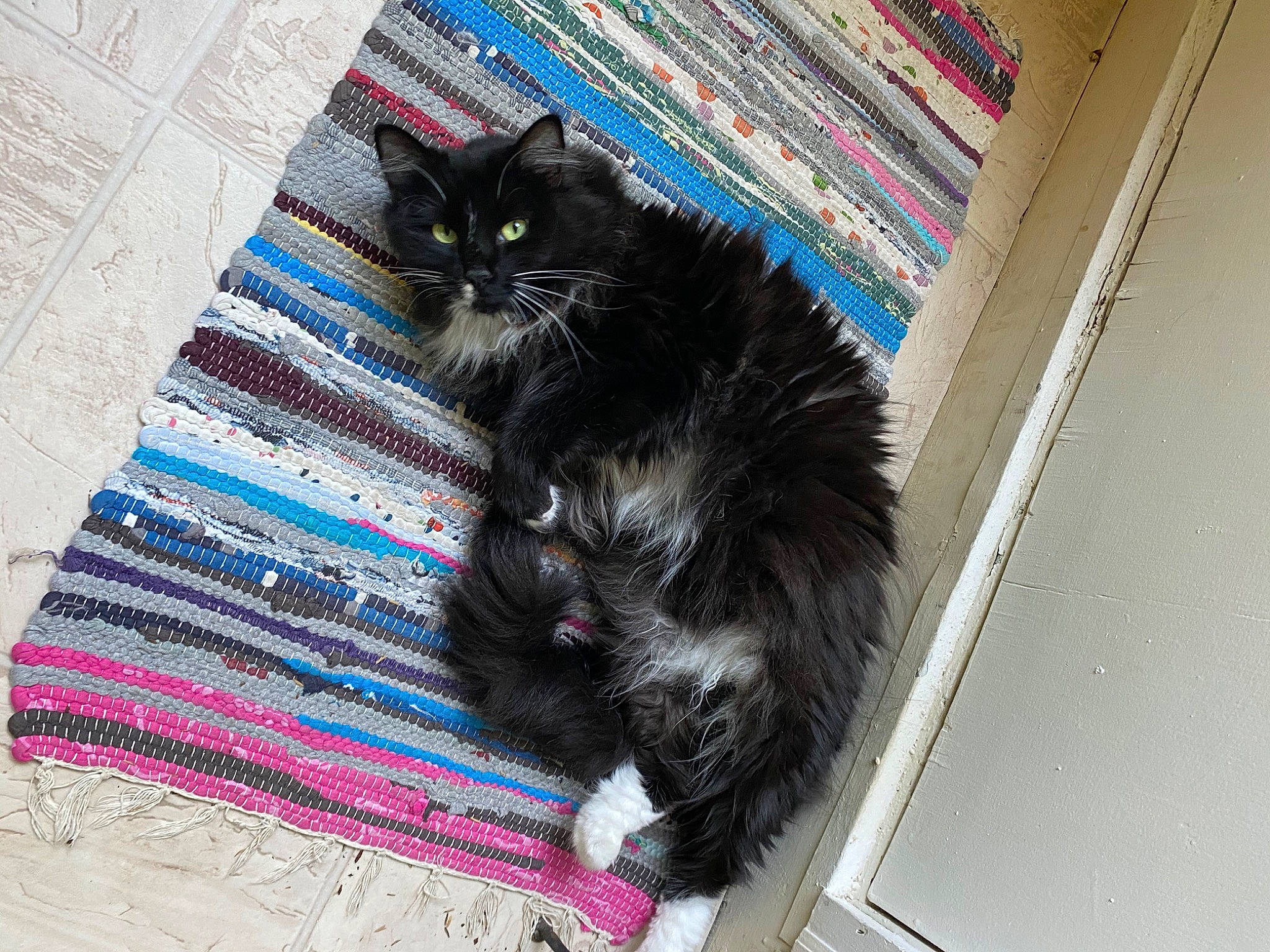 Iggy is registered to the contest to win money with this photo: automotive_tire, black_cat, british_longhair, carnivore, cat, claw, domestic_short_haired_cat, electric_blue, felidae, flooring, fur, grey, laminate_flooring, pattern, paw, rectangle, small_to_medium_sized_cats, snout, tail, whiskers