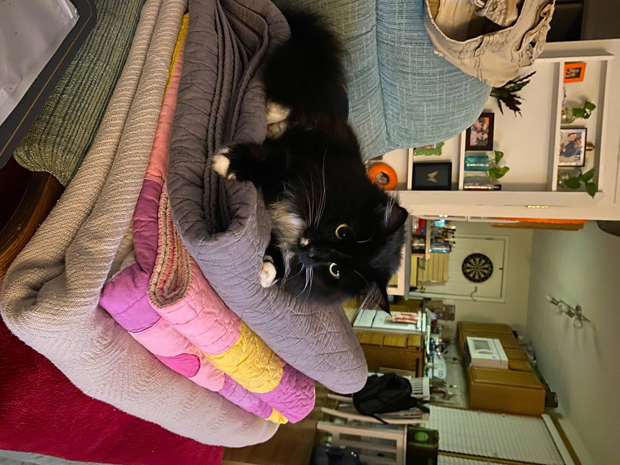 Iggy joined the competition — help win amazing prizes! carnivore, cat, comfort, domestic_short_haired_cat, felidae, fur, linens, machine, magenta, picture_frame, room, shelving, small_to_medium_sized_cats, tail, thread, whiskers