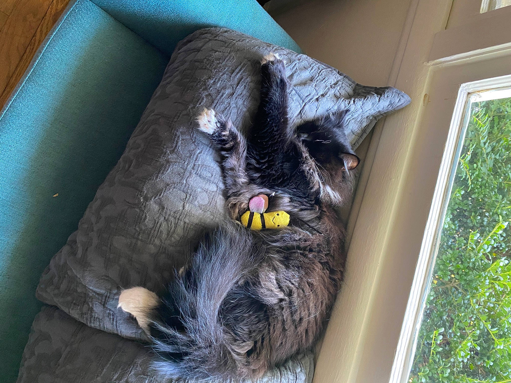 Iggy is registered to the contest to win money with this photo: black_cat, carnivore, cat, cat_supply, claw, comfort, dog_breed, domestic_short_haired_cat, felidae, fur, grey, paw, plant, small_to_medium_sized_cats, snout, tail, terrestrial_animal, tree, whiskers, window