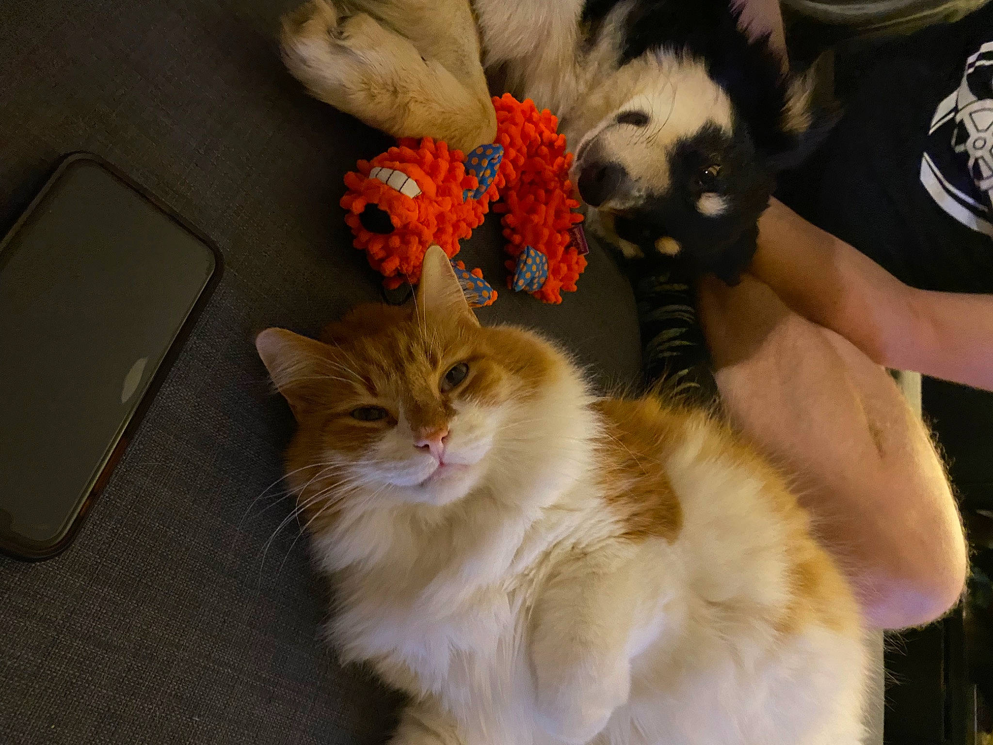 Oliver is registered to the contest to win money with this photo: carnivore, cat, comfort, companion_dog, fawn, felidae, fur, gesture, lap, mammal, paw, plant, small_to_medium_sized_cats, snout, stuffed_toy, tail, toy, toy_dog, vertebrate, whiskers