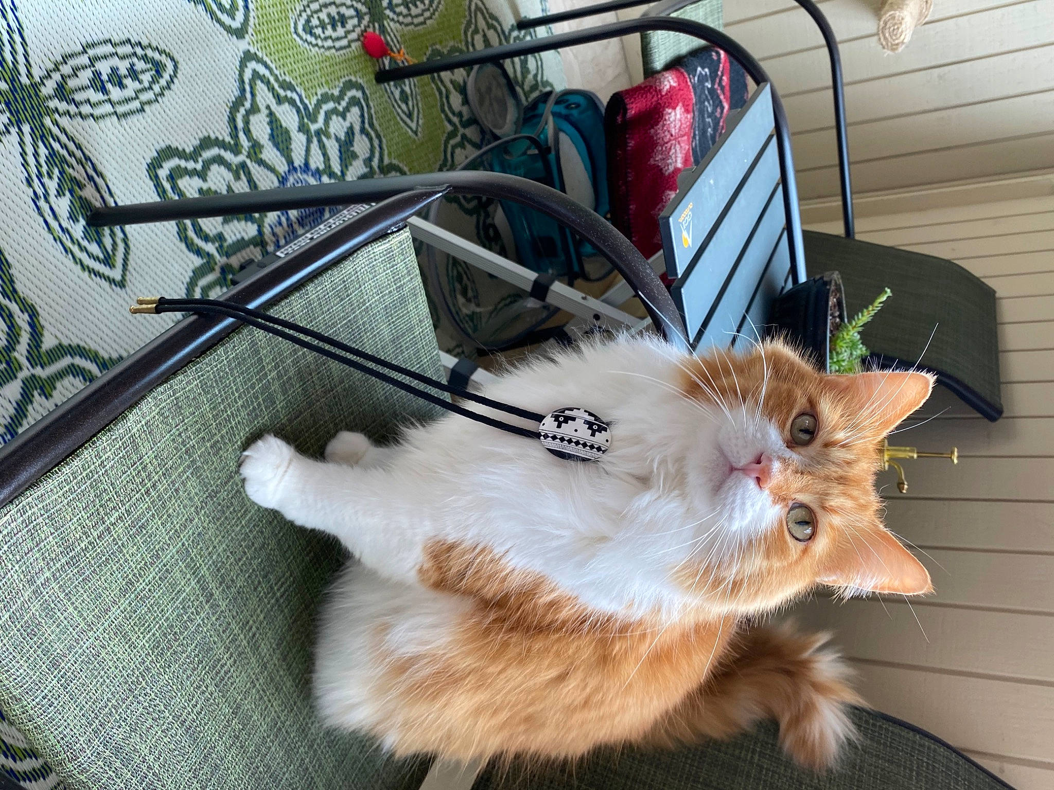 Oliver joined the competition — help win amazing prizes! bag, box, canidae, carnivore, cat, chair, claw, collar, companion_dog, domestic_short_haired_cat, fashion_accessory, fawn, felidae, fur, luggage_and_bags, paw, small_to_medium_sized_cats, tail, whiskers