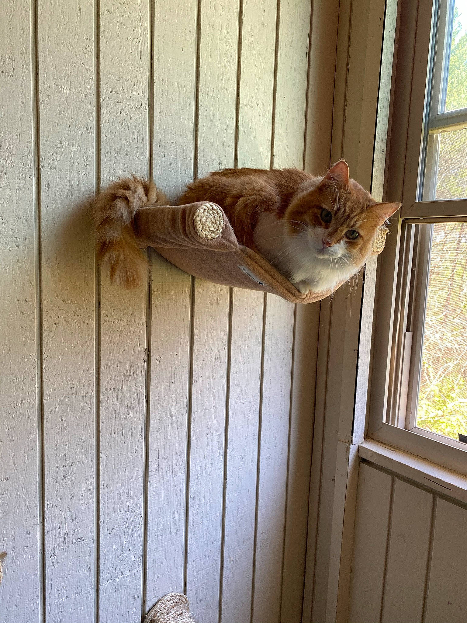 Oliver is registered to the contest to win money with this photo: brown, carnivore, cat, domestic_short_haired_cat, door, fawn, felidae, fixture, flooring, hardwood, home_door, pet_supply, room, small_to_medium_sized_cats, tail, wall, whiskers, window, wood, wood_stain
