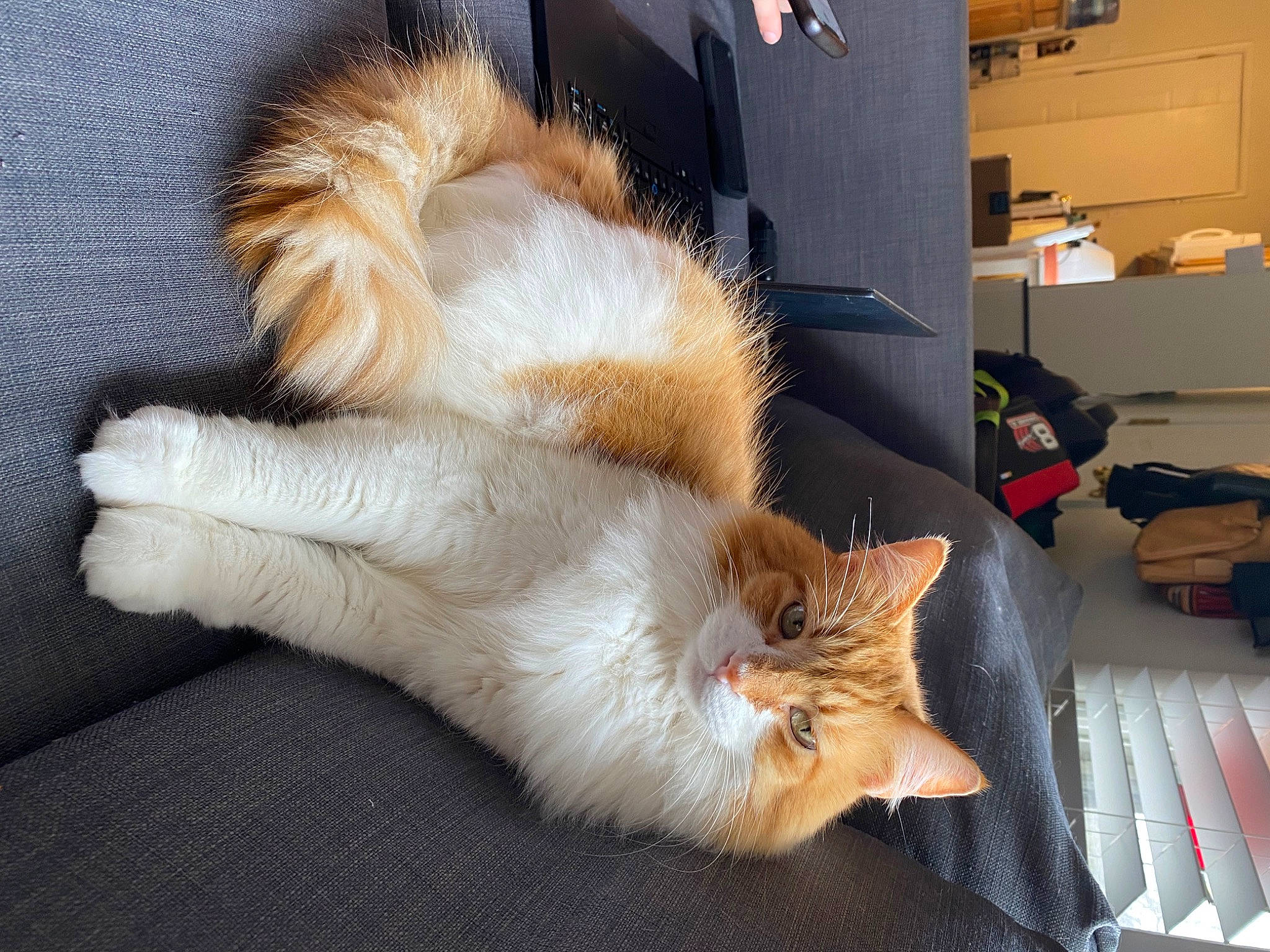 Oliver joined the competition — help win amazing prizes! box, carnivore, carton, cat, claw, comfort, domestic_short_haired_cat, fawn, felidae, foot, fur, human_leg, nap, paw, room, shipping_box, small_to_medium_sized_cats, snout, tail, whiskers