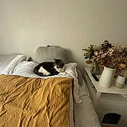 Kitty joined the competition — help win amazing prizes! bed, bedroom, blanket, cat, cozy, curled_up, dried_flowers, duvet, interior, linen, minimalist, nightstand, pampas_grass, pet, pillow, remote_control, soft_lighting, tabby_cat, vase, white_wall
