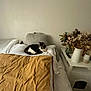 bed, bedroom, blanket, cat, cozy, curled_up, dried_flowers, duvet, interior, linen, minimalist, nightstand, pampas_grass, pet, pillow, remote_control, soft_lighting, tabby_cat, vase, white_wall