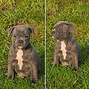 Arès participe au concours pour gagner de l'argent avec cette photo : adorable, animal, curious, cute, daylight, dog, fur, grass, greenery, mammal, nature, outdoor, pet, portrait, puppy, sitting, small, two_puppies, white_marking, young