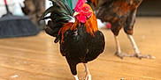 Winston is registered to the contest to win money with this photo: beak, bird, chicken, comb, feather, fowl, galliformes, landscape, livestock, neck, phasianidae, poultry, rooster, vertebrate