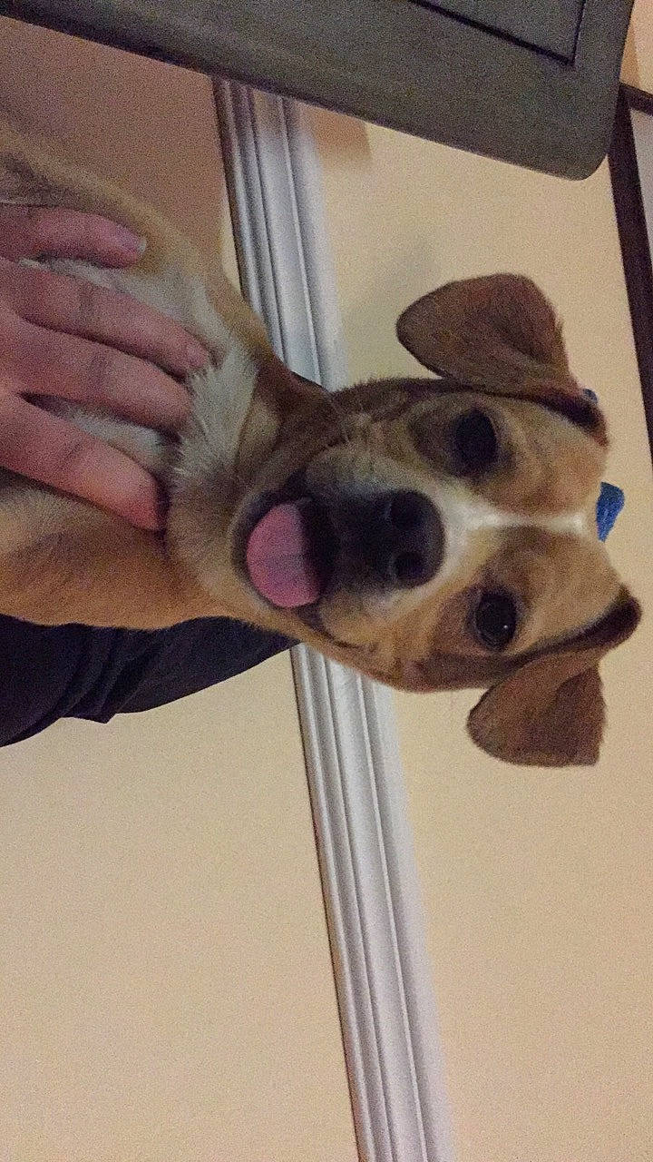 Lemon joined the competition — help win amazing prizes! canidae, carnivore, dog, dog_breed, ear, eye, fawn, nose, paw, puppy, snout, sporting_group