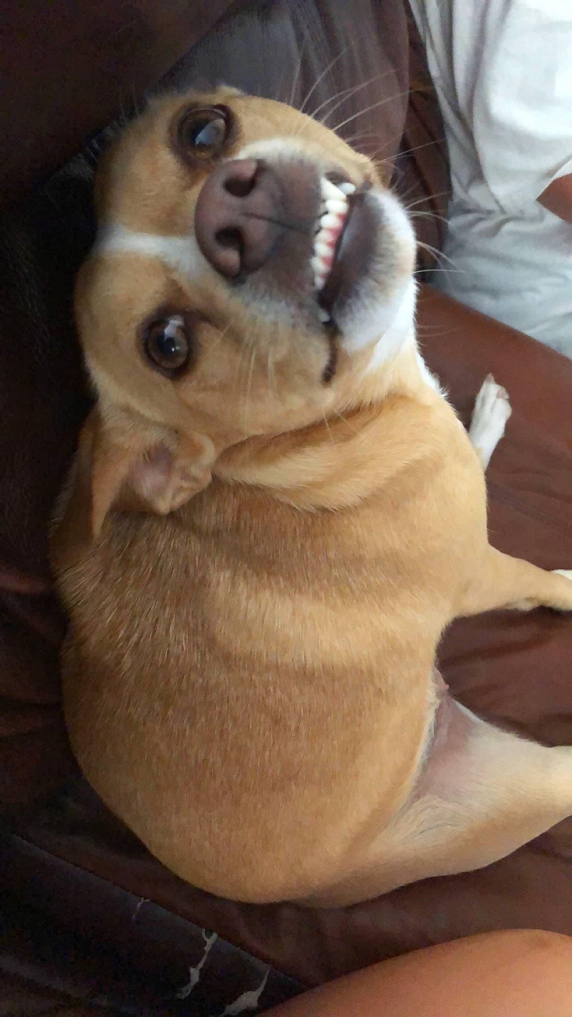 Lemon is registered to the contest to win money with this photo: ancient_dog_breeds, canidae, carnivore, companion_dog, dog, dog_breed, fawn, labrador_retriever, mammal, mouth, nose, paw, pug, puggle, puppy, puppy_love, retriever, snout, sporting_group, vertebrate