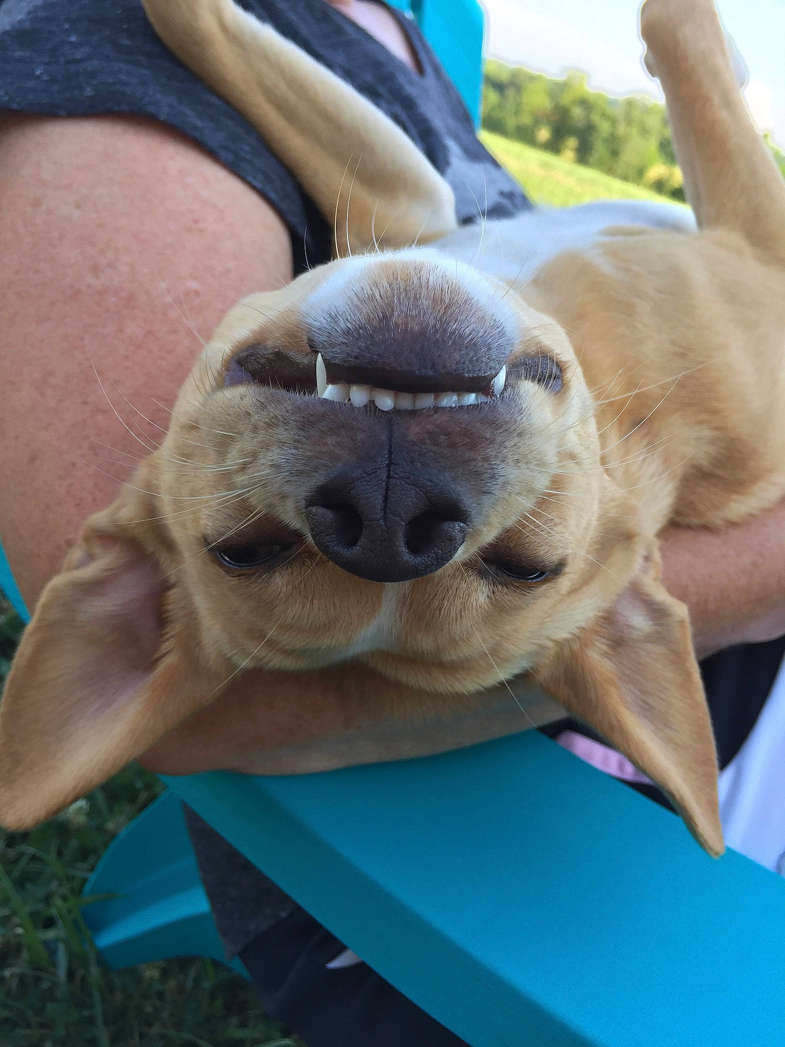 Lemon is registered to the contest to win money with this photo: canidae, carnivore, dog, dog_breed, fawn, mammal, snout, sporting_group, vertebrate