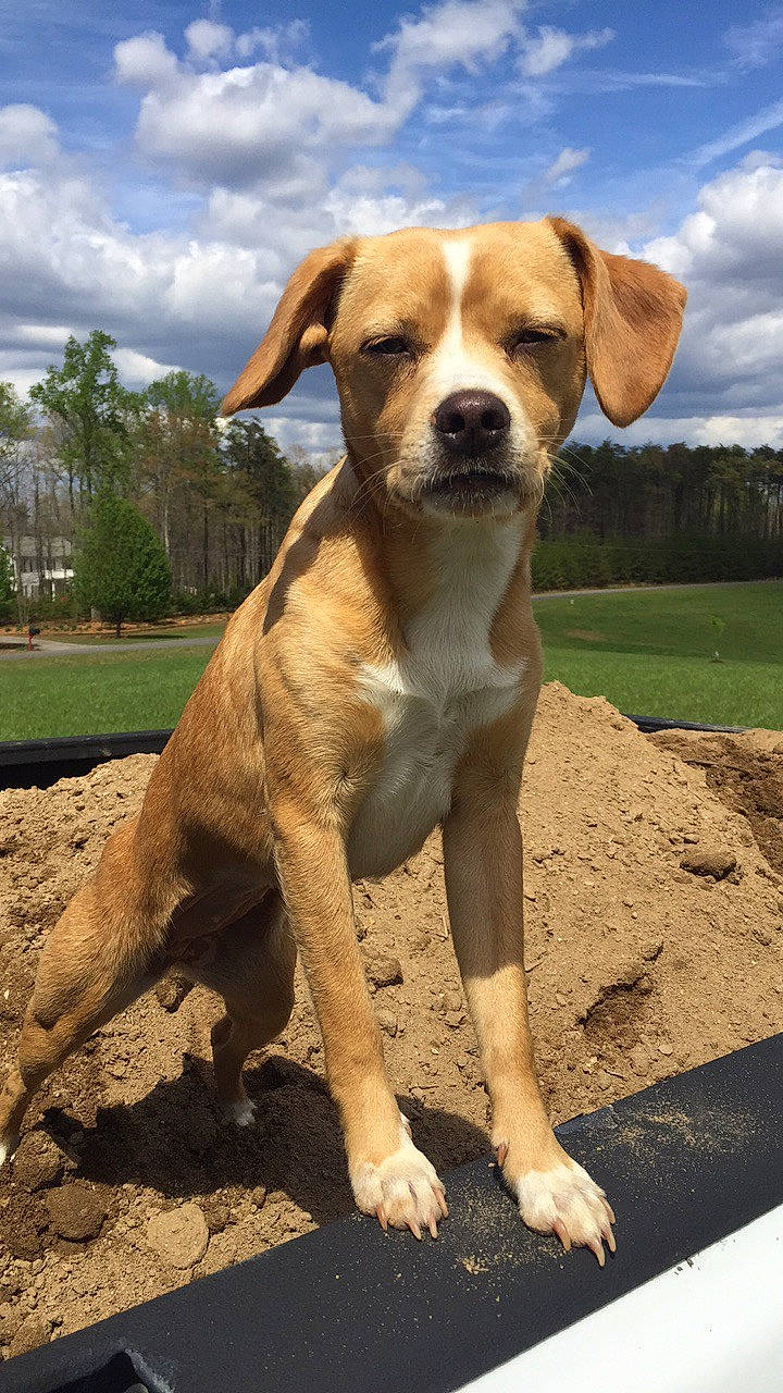 Lemon joined the competition — help win amazing prizes! ancient_dog_breeds, canidae, carnivore, catahoula_bulldog, companion_dog, dog, dog_breed, fawn, hound, hunting_dog, mammal, portuguese_pointer, rare_breed_dog, sporting_group, vertebrate