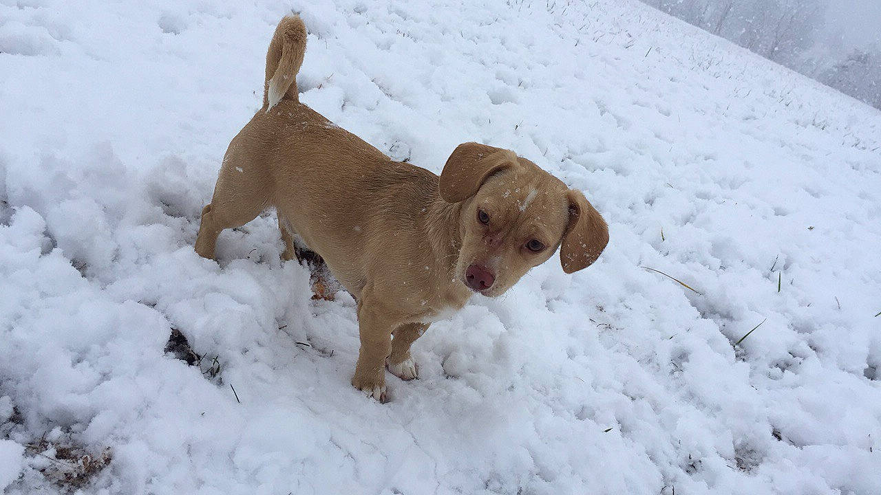 Barnabas joined the competition — help win amazing prizes! beagador, canidae, carnivore, dog, dog_breed, fawn, hound, hunting_dog, mammal, snout, snow, sporting_group, styrian_coarse_haired_hound