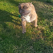 Summer Chorizo Chubz is registered to the contest to win money with this photo: dog, brindle, grass, outdoor, pet, canine, sunlight, smiling, mammal, animal, collar, playful, walking, greenery, daylight, nature, cute, friendly, tongue, ears