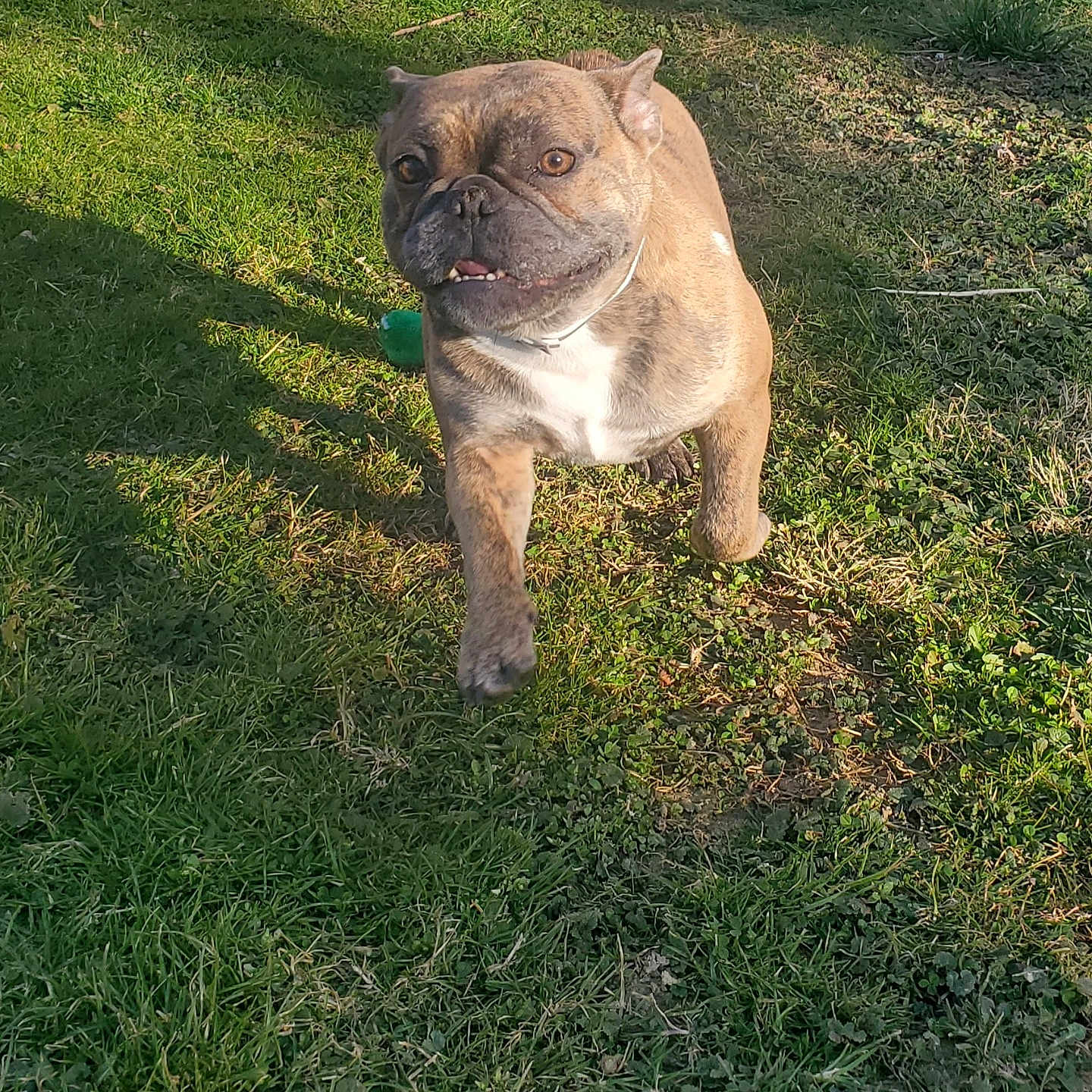 Summer Chorizo Chubz is registered to the contest to win money with this photo: animal, brindle, canine, collar, cute, daylight, dog, ears, friendly, grass, greenery, mammal, nature, outdoor, pet, playful, smiling, sunlight, tongue, walking