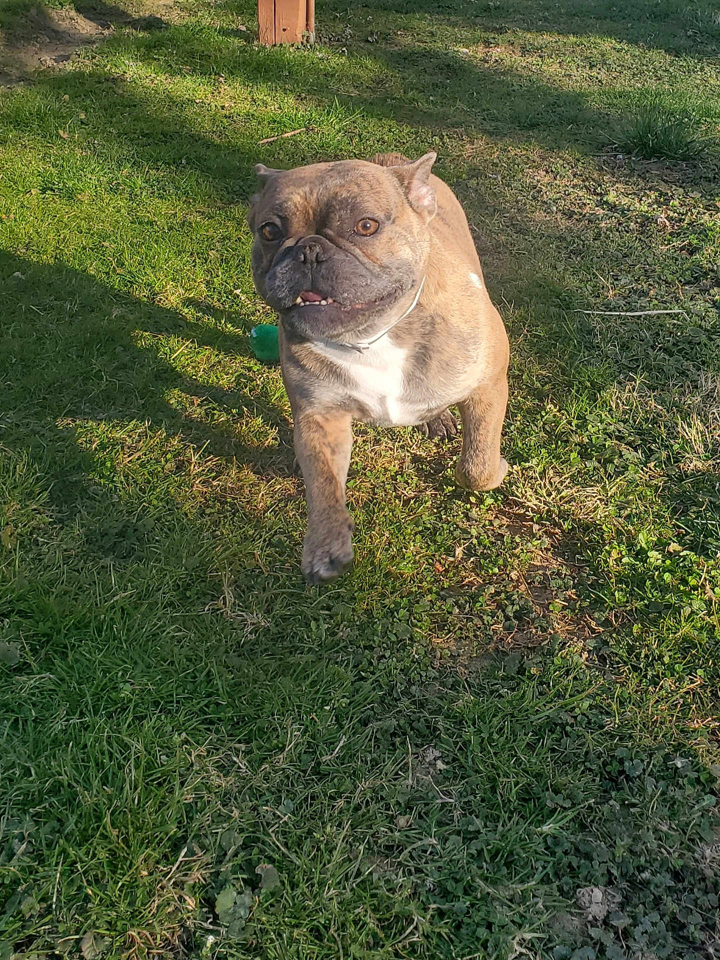 Summer Chorizo Chubz is registered to the contest to win money with this photo: dog, brindle, grass, outdoor, pet, canine, sunlight, smiling, mammal, animal, collar, playful, walking, greenery, daylight, nature, cute, friendly, tongue, ears