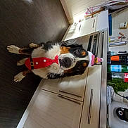 Sayen participe au concours pour gagner de l'argent avec cette photo : companion_dog, dog_breed, engineering, flooring, hardwood, kitchen_appliance, machine, room, wood