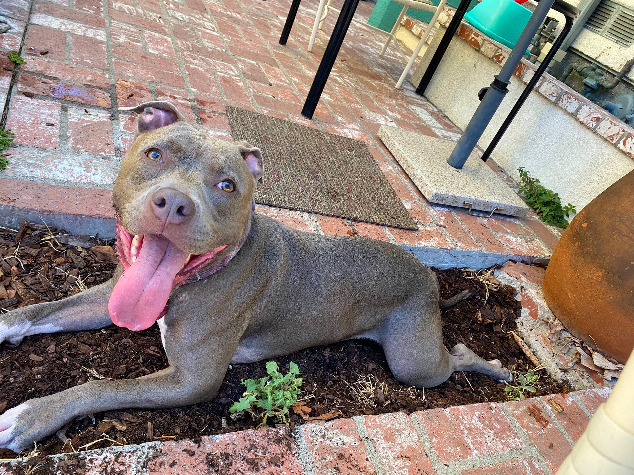 Fiona is registered to the contest to win money with this photo: american_pit_bull_terrier, american_staffordshire_terrier, brick, brickwork, canidae, carnivore, companion_dog, dog, dog_breed, guard_dog, jaw, pit_bull, sidewalk, snout, sporting_group, staffordshire_bull_terrier, tongue, whiskers, working_animal