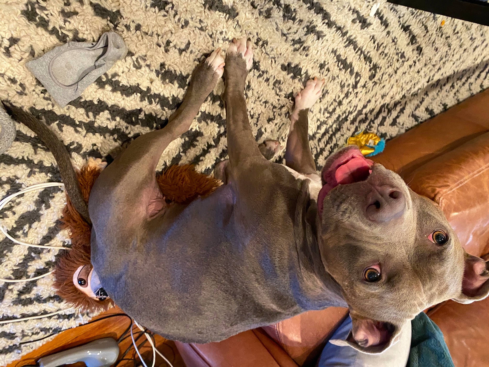 Fiona joined the competition — help win amazing prizes! canidae, carnivore, collar, comfort, companion_dog, couch, dog, dog_breed, dog_supply, fawn, linens, liver, non_sporting_group, paw, snout, sporting_group, weimaraner, working_animal, working_dog