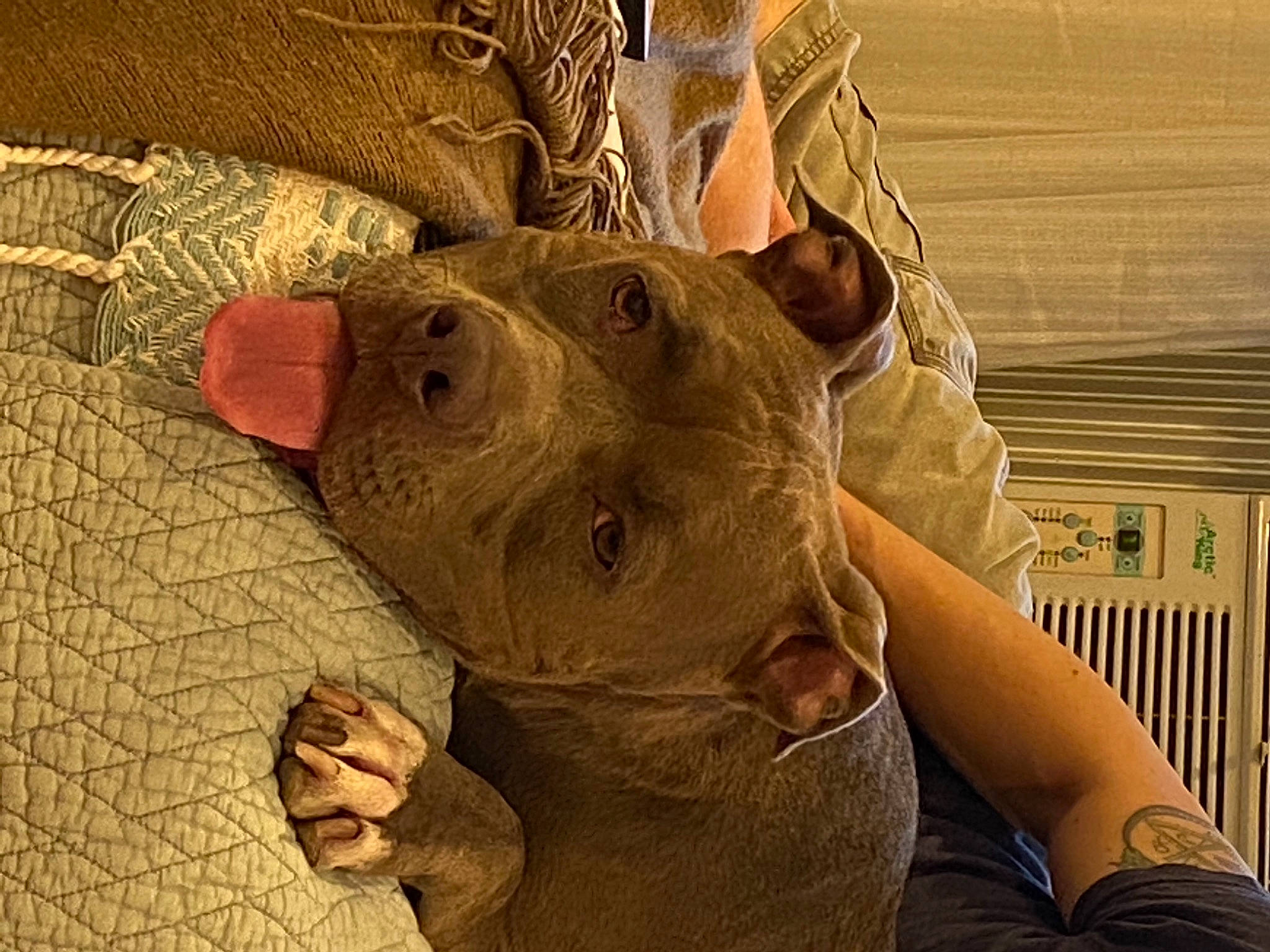 Fiona joined the competition — help win amazing prizes! gesture, military_camouflage, snout, suidae, wrinkle