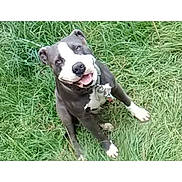 Tyson joined the competition — help win amazing prizes! animal, black_and_white, canine, collar, cute, daylight, dog, ears, eyes, friendly, grass, happy, muzzle, nature, outdoor, pet, playful, sitting, smiling, tongue