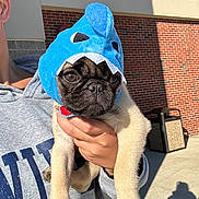 Leo joined the competition — help win amazing prizes! puppy, dog, pug, costume, shark_costume, pet, animal, person, hand, hoodie, outdoor, brick_wall, trash_can, sunlight, shadow, cute, holding, face, expression, clothing
