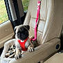 Leo joined the competition — help win amazing prizes! pug, puppy, dog, car_interior, car_seat, dog_bed, leash, harness, orange, beige, window, grass, outdoor, seatbelt, pet, animal, cute, small_dog, interior, vehicle