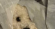 Scoty a rejoint le concours — aidez-le/la à gagner de superbes lots ! animal, closeup, cozy, curtain, cute, dog, eye, fabric, fluffy, fur, hiding, indoors, nose, peeking, pet, playful, portrait, soft, texture, white