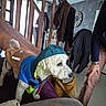 dog, raincoat, indoor, living_room, stairs, coat, clock, person, couch, curtains, bag, carpet, furniture, pet, white_dog, curly_fur, leash, casual_clothing, home, alert