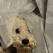 Scotty a rejoint le concours — aidez-le/la à gagner de superbes lots ! animal, calm, closeup, cozy, curtain, cute, dog, eye, fabric, fluffy, fur, hidden, indoors, nose, peeking, pet, resting, soft, texture, white