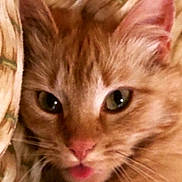 Ginger is registered to the contest to win money with this photo: cat, ginger_cat, close_up, animal, pet, whiskers, fur, face, tongue, ears, eyes, pink_nose, domestic_cat, cute, feline, snuggled, fabric, soft, cozy, playful