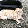 cat, orange_cat, fluffy, animal, pet, grass, outdoor, nature, guitar_case, lying_down, fur, ears, tail, whiskers, eyes, relaxed, domestic_cat, mammal, cute, resting