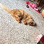 Ginger joined the competition — help win amazing prizes! cat, orange_cat, carpet, indoor, sleeping, pet, animal, fur, cozy, plush_toy, chair, wooden_furniture, relaxation, home, floor, cute, domestic_cat, nap, resting, soft