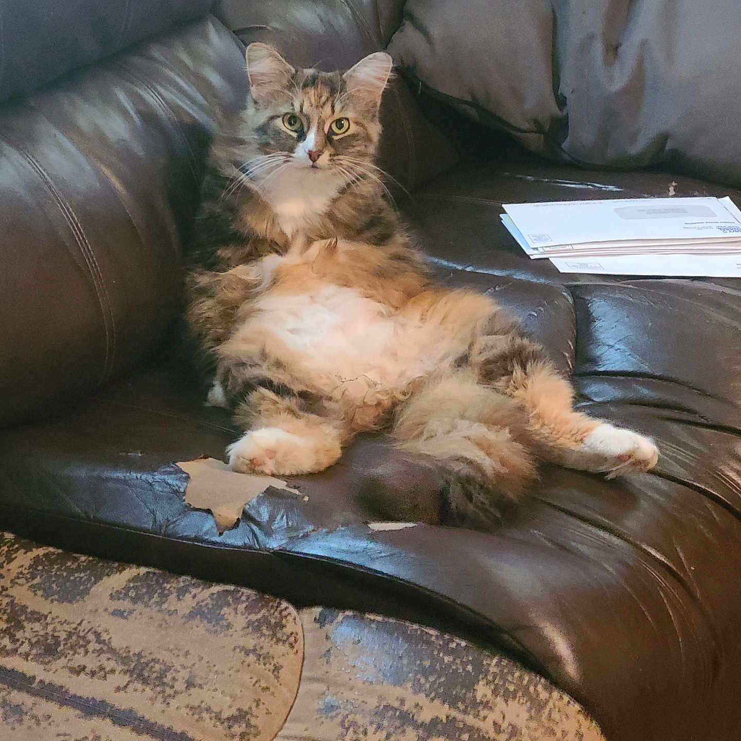 Kitkat