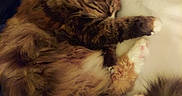 Kitkat joined the competition — help win amazing prizes! cat, tabby_cat, fluffy, sleeping, curled_up, paw, whiskers, fur, long_hair, pet, cozy, bed, blanket, pillow, indoors, relaxed, cute, warm_lighting, resting, portrait