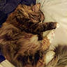 cat, tabby_cat, fluffy, sleeping, curled_up, paw, whiskers, fur, long_hair, pet, cozy, bed, blanket, pillow, indoors, relaxed, cute, warm_lighting, resting, portrait