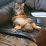 Kitkat is registered to the contest to win money with this photo: cat, tabby, fluffy, long_hair, pet, animal, sitting, reclining, belly, whiskers, ears, eyes, fur, couch, leather, furniture, mail, envelopes, living_room, carpet