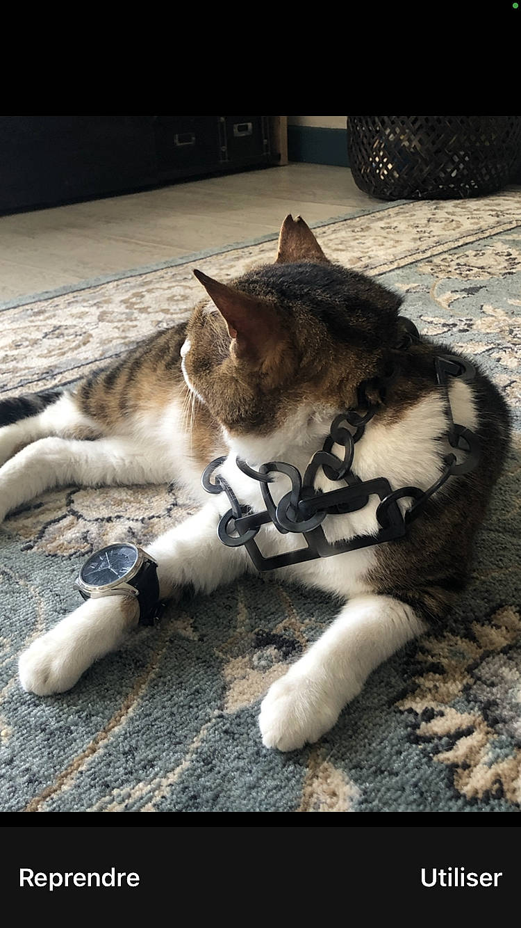 Gaston participe au concours pour gagner de l'argent avec cette photo : carnivore, cat, comfort, domestic_short_haired_cat, fawn, felidae, flooring, fur, grass, human_leg, paw, road_surface, sand, small_to_medium_sized_cats, tail, terrestrial_animal, tree, whiskers, wildlife, wood