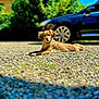 Iris a rejoint le concours — aidez-le/la à gagner de superbes lots ! animal, blue_car, canine, daytime, dog, domestic_animal, fur, garden, golden_brown, green_bushes, lying_down, mammal, nature, outdoor, pebble_driveway, pet, relaxed, shadow, sunlight, vehicle
