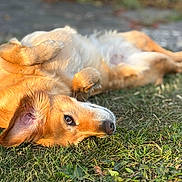 Iris participe au concours pour gagner de l'argent avec cette photo : animal, canine, closeup, daylight, dog, ears, fur, golden, grass, lying_down, mammal, nature, outdoor, pet, playful, relaxed, resting, snout, summer, sunlight