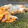 animal, canine, closeup, daylight, dog, ears, fur, golden, grass, lying_down, mammal, nature, outdoor, pet, playful, relaxed, resting, snout, summer, sunlight