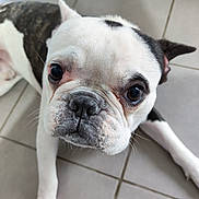 Arnold participe au concours pour gagner de l'argent avec cette photo : dog, french_bulldog, pet, close_up, animal, canine, white_fur, black_fur, floor, tile, paw, lying_down, portrait, cute, domestic_animal, whiskers, face, snout, ears, indoor