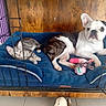animal, blue_bed, bulldog, cage, canine, companion, dog, domestic, feline, floor, indoor, kitten, pet, plaything, purple_wall, relaxed, resting, toy, white_floor, wooden_wall